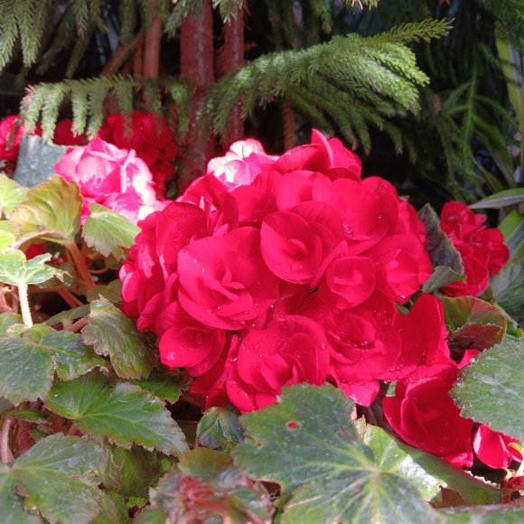 Snatch-able- Every Woman - Picture 3 of 6